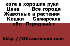 кота в хорошие руки › Цена ­ 0 - Все города Животные и растения » Кошки   . Самарская обл.,Отрадный г.
